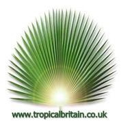 Tropical Britain(@TropicalBritain) 's Twitter Profile Photo