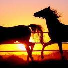 RobinRobin567's profile picture. 