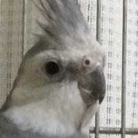 お母さん (@daru201311) 's Twitter Profile