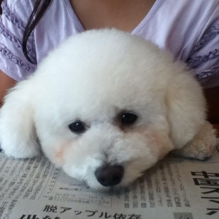 03erilin's profile picture. 推定13歳のトイプードルの元保護犬と暮らしている主婦😊 ちょっと必要なことがあってとりあえず登録してみたけど、使い方全然わかってません😂