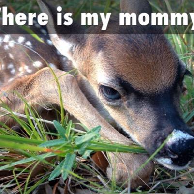 The people of Ohio demand that the barbaric residential deer slaughter in the Metro Parks & Ohio Cities STOP! End the ODNR & USDA Wildlife killing fields now!