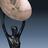 SatelliteAwards's profile image