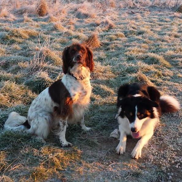 Im Harvey and Im a fire investigation search dog, follow me and my sister Ruby and come say hi