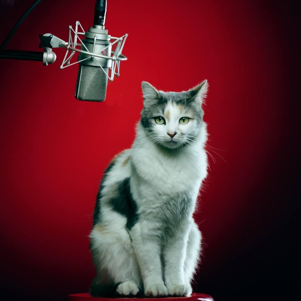 Dublaj Cast & Stüdyo Hizmetleri
  #seslendirme #dublaj #sesstüdyosu #stüdyo #studio