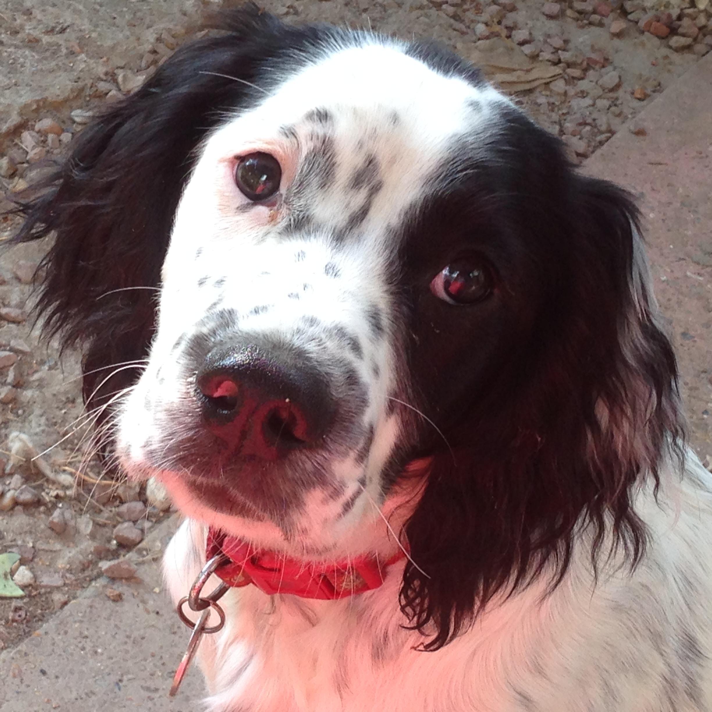 Hi I'm Pepper - If you are looking for work, follow me for all the latest job vacancies and jobseeker information. Our twitter feed for employers is @hunt4staff