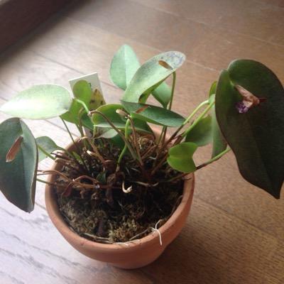 蘭とか多肉(ユーフォ、メセン、ガガイモ、硬葉ハオ)植物とか植物全般が好きあと海洋生物も好きな音楽(洋楽)とイヤホン、ヘッドホンも好きな多趣味な高校生、しかし高校生→勉強ゆえに金と時間なし。無言フォローをお許しください