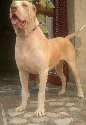 c86d2505e3ae473's profile picture. hi my new bodygard