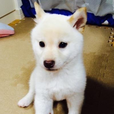 ソルト君 白柴犬 Shibainu Salt Twitter