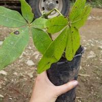 Cath McLeish (@cathmcleish) 's Twitter Profile