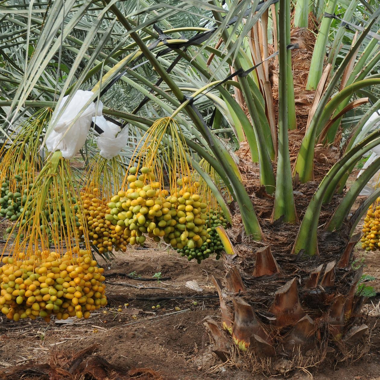 FRESH YELLOW BARHEE DATES