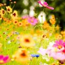 Sandra Carver-Tress - @DntMessWTress8 - Twitter