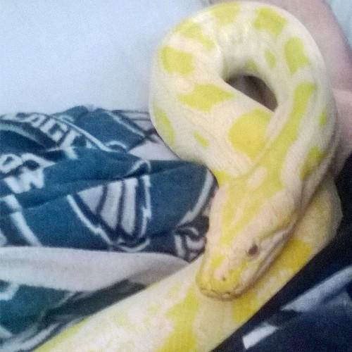 Breeder and broker of reptiles. Specializing in ball pythons, reticulated pythons,Burmese pythons, & leopard geckos.