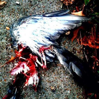 ShootingwKelly's profile picture. St. Louis three piece band. Favorably compared to Black Sabbath, Nick Cave, Tom Waits, The Dead Kennedys and others. Too loud for Pop's.