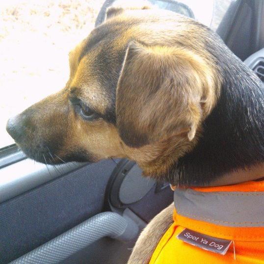 Spot ya dog specialises in Hi-Vis accessories for dogs. We also do collars, leads, harnesses and much much more.  http://t.co/Vje15OGbbV http://t.co/aMIN2lEyod