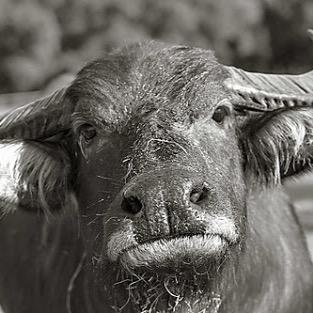 We ar largst mmbr of bovine famly. very dangErs.