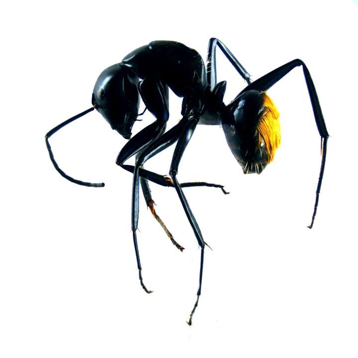 antscience Profile Picture