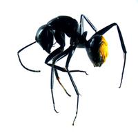 Ant Research CB(@antscience) 's Twitter Profile Photo