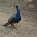 Sandra Borg - @607Fns - Twitter