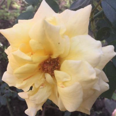 AndriodMate's profile picture. A male in love with pure beauty! none of the content is mine!
only for adults(18+)! enjoy the pure beauty thank you!!