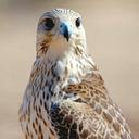 $ ( الجارح ) $ (@0922ddd) Twitter