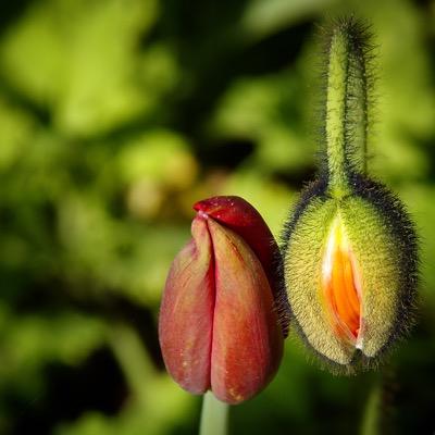 Artist, Food Banker, Coffee Lover, Puddles Pity Party Fanatic. I cross post a flower photo daily on Instagram, Twitter, and Facebook.