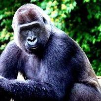 Gorilla Jones (_GORILLA_JONES) Twitter