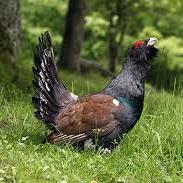 urogalloverde's profile picture. 