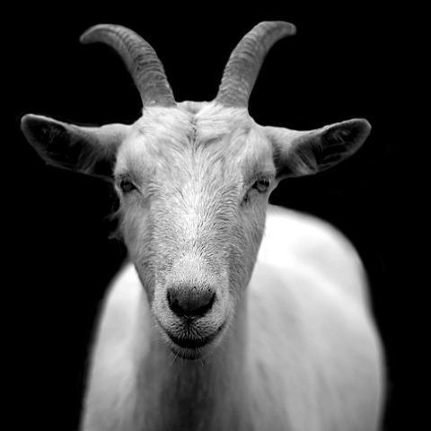 I desire things - let me tell you about them. 
Goats pictured are used with permission or attribution. Most of the goat pics are by @JodyJunebug_64 and @lgiles