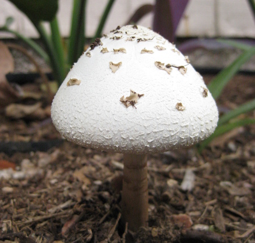 I am the Humongous Fungus Among Us | A real Fungi | Sometimes I can be Magical | 1Up to Italian Plumbers | I can't be beat, like athlete's feet, and so I tweet