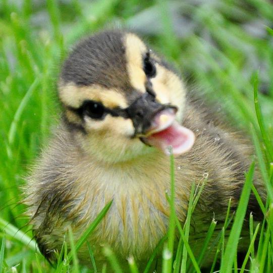 巨大物恐怖症&不眠　巨大物に慣れるため、巨大なものと小さい生物などを交互に投下。※ここんとこ全然浮上しませんが生きてます。