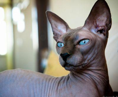Pitbull & Staffy Mom, Twitch, Fashion. 3D Design
(PS, PR, AE, LR, AI)
VizArtist -Designer
Music, Gamer. 
God is Great