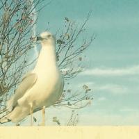 IceBoxRecords (@iceboxrecords) 's Twitter Profile