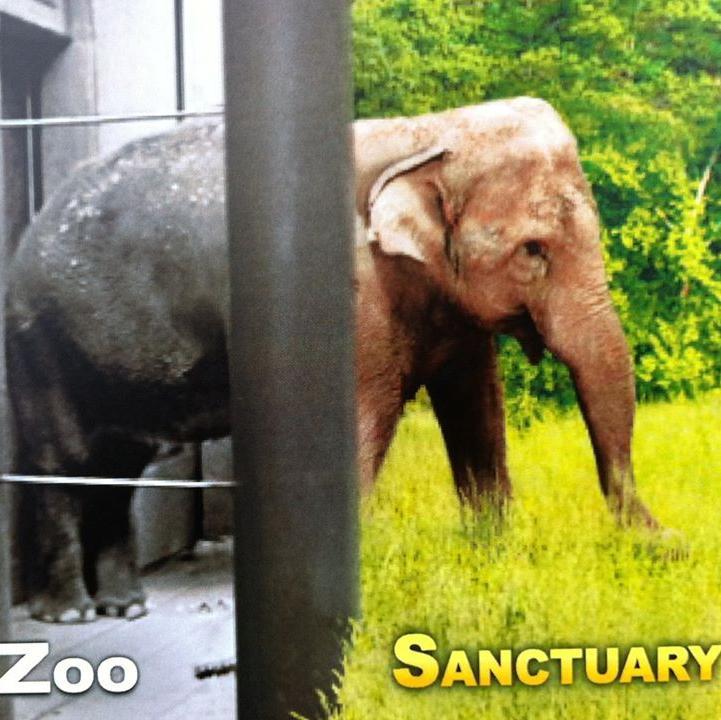 Elephants belong in the wild not imprisoned in zoos. Not affiliated with Woodland Park Zoo. #Emptythecages