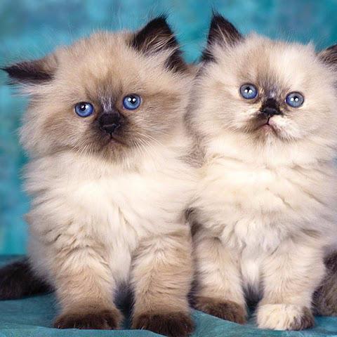 its all about cats
