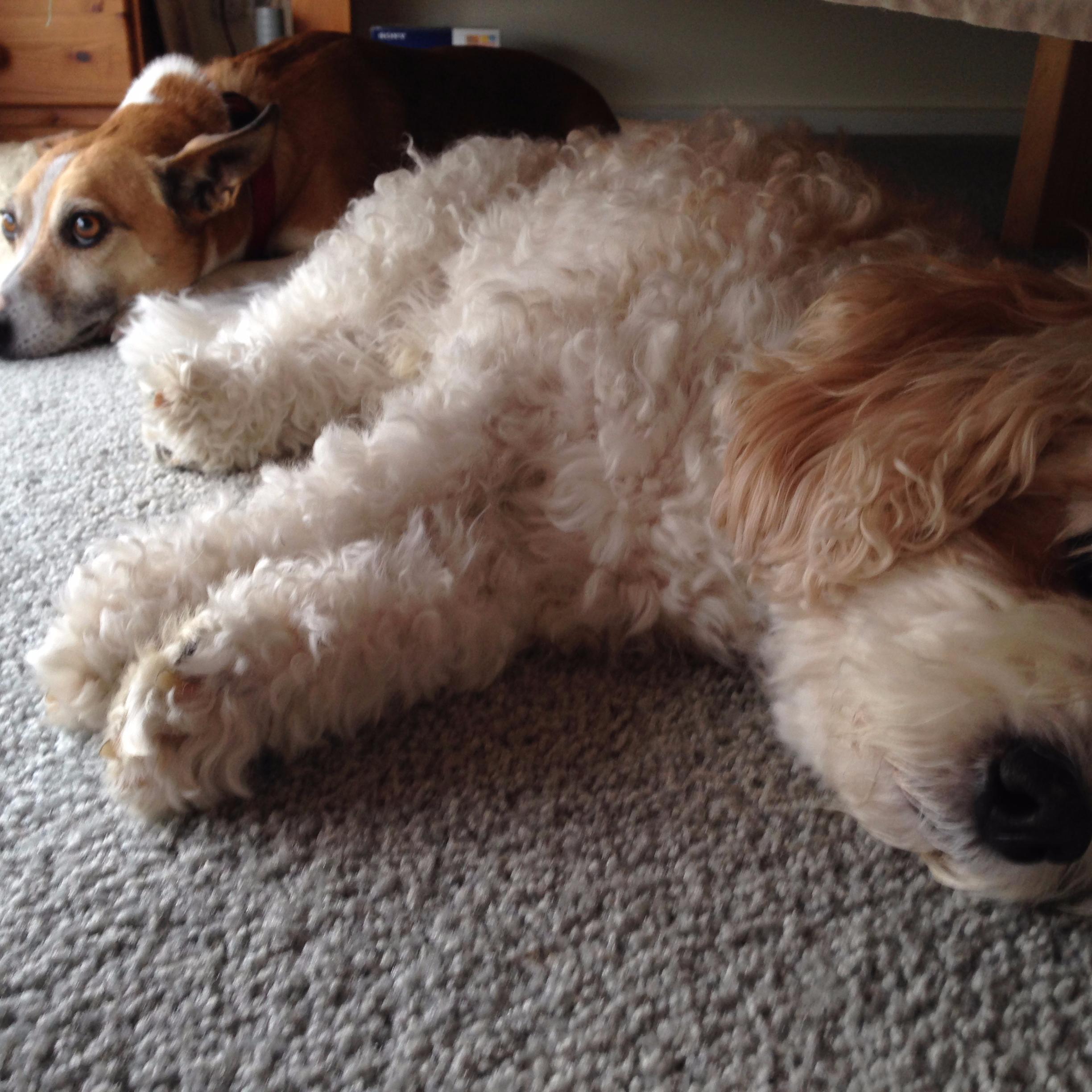 Feed your dog on time, every time with Eazyfeed timer controlled, automatic dry food pet feeder.