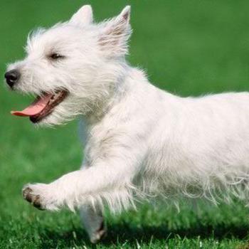 ChilternDogs's profile picture. Coverage of topical events by an editor  from a home that's loved endless West Highland Terriers.