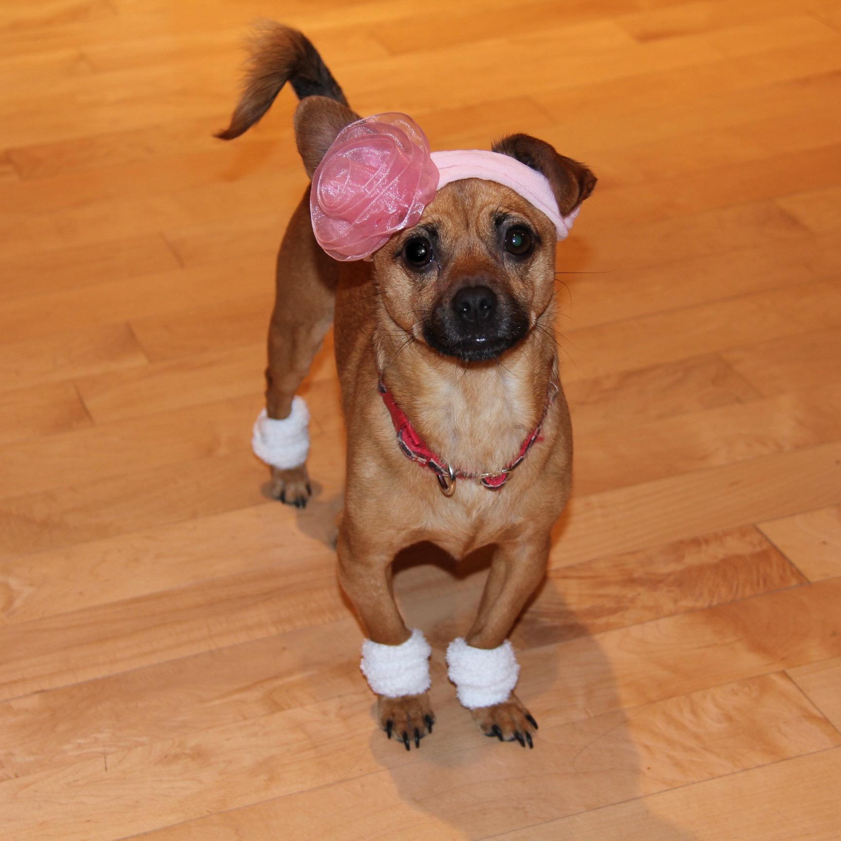 LolaTailsNTrail's profile picture. Hi, I'm Lola! I'm so thankful for The Capital Humane Society for finding me an awesome home. Join me at the Tails 'n Trails Pet Walk & Festival this May!