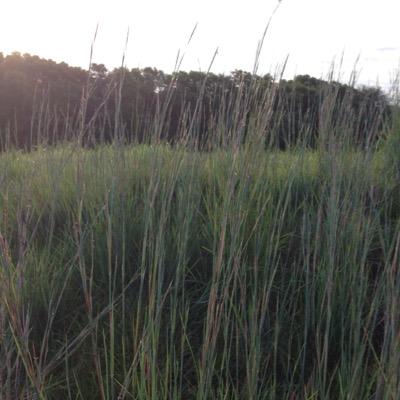 turfobserver's profile picture. @Turfobserver we are all in this together... Agresource Inc, Pond Perfect, ISTRC, MPS Turf Management