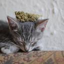 Alyssa Leach - @4alyssa2leach0 - Twitter