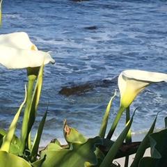 neprychodko's profile picture. 