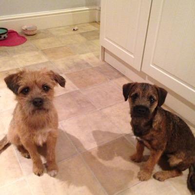 Born apr 2014 in Selby now causing mayhem in Manchester! Loves biting anything that moves and long walks xx #btposse