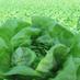 Westland Produce (@westlandproduce) Twitter profile photo