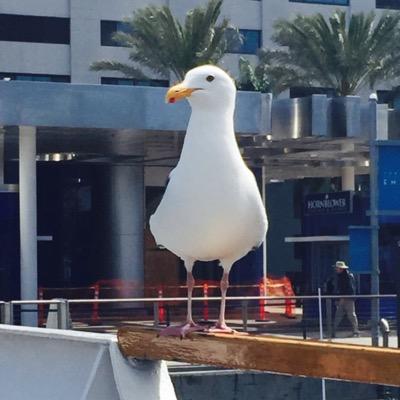 firey3456's profile picture. 