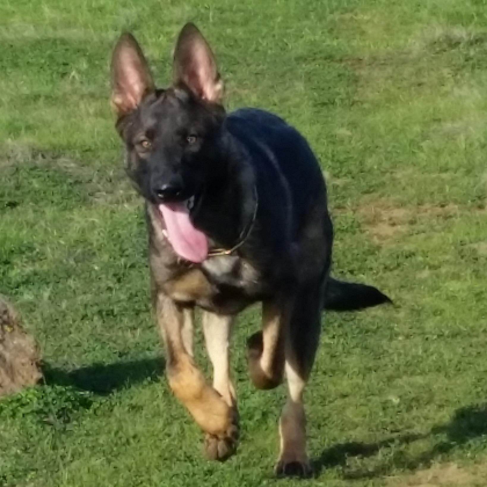 Nacho_Telde's profile picture. 