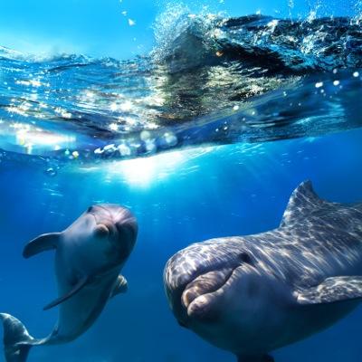 stopseaworldgc's profile picture. Seaworld GC, please show the world the way and be the first Seaworld to say NO to the cruelty of animals NO to the slavery of our marine friends.
