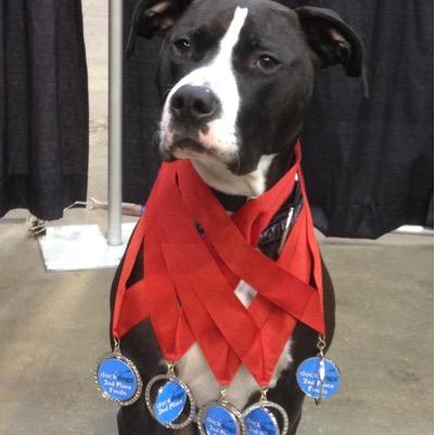 I am Rufus the Pitbull. I love competing in Dockdog events, camping, being a TOUCH therapy dog, and being with my loving family!