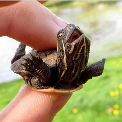 jimmy_albrecht's profile picture. 