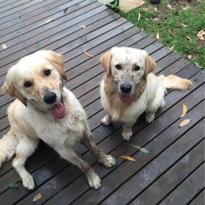 We are golden retrievers from Sydney! The things we love most are swimming, playing, eating and cuddles!