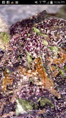 Industry leader for all the essential information relating to or pertaining to the cannabis hemp industry as it emerges. http://t.co/Yz05kVVBbg