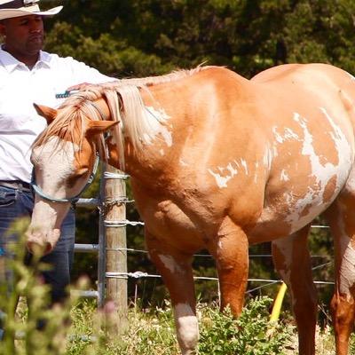 Is your horse a problem horse, shy horse, spook horse and everything in between then we would be happy to help you understand your horse. Over 15 years exp...